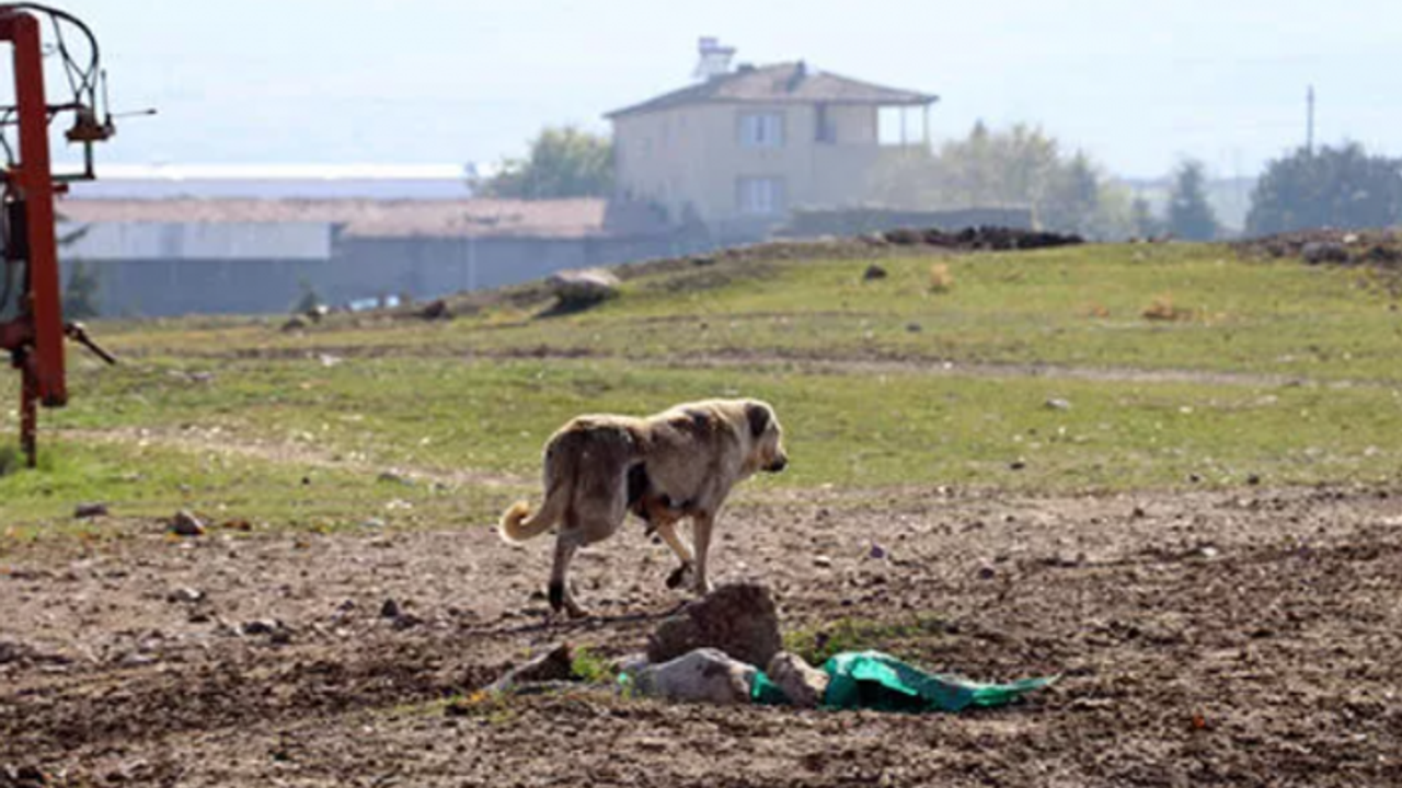 Eskişehir'de kuduz karantinası; 17 köpek uyutuldu