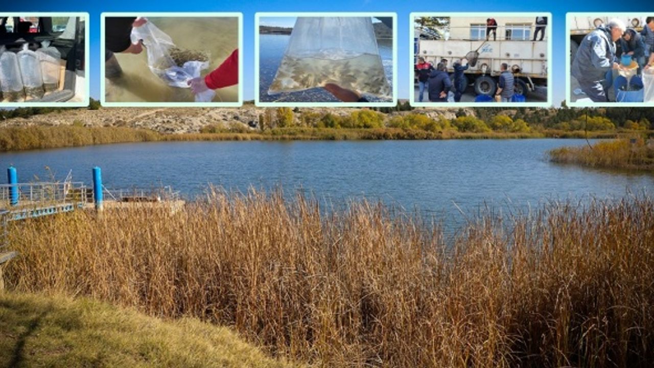 Eskişehir'de 903 bin adet yavru sazan balığı salımı yapıldı