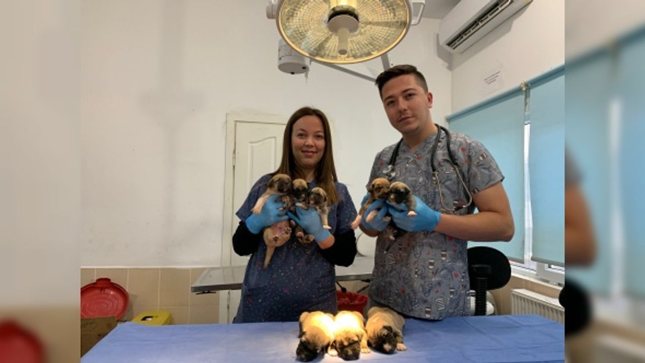 Ağzı bağlı çuvalda bulunan 8 yavru köpek ve sütannesi gözetim altına alındı