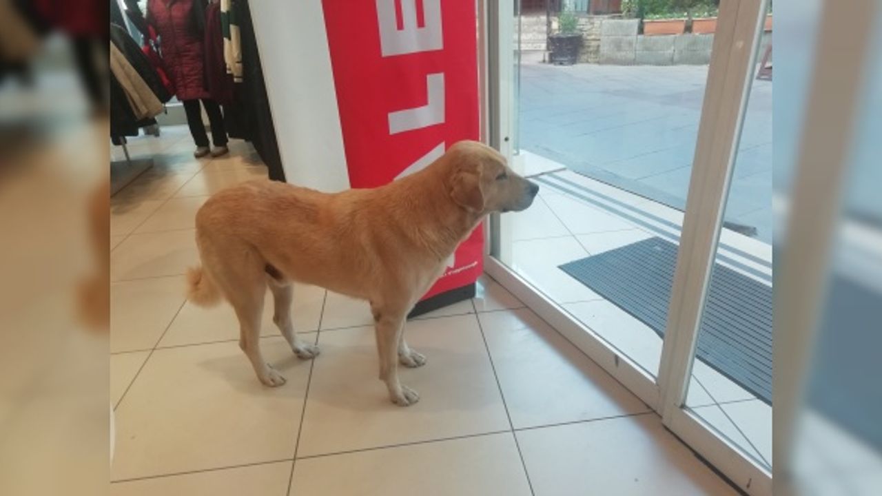 İşletmenin sürekli müşterisi olan sevimli köpek
