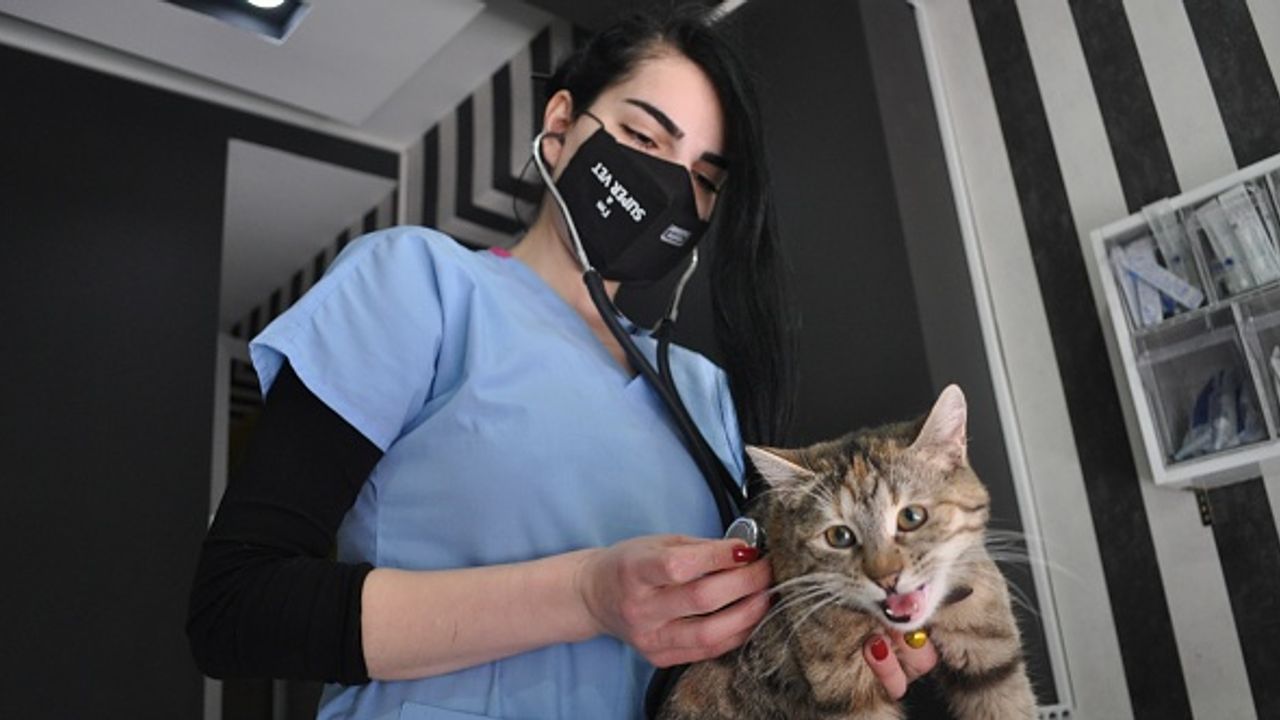 Eskişehir'de sokak kedilerinde 'Korona' salgını