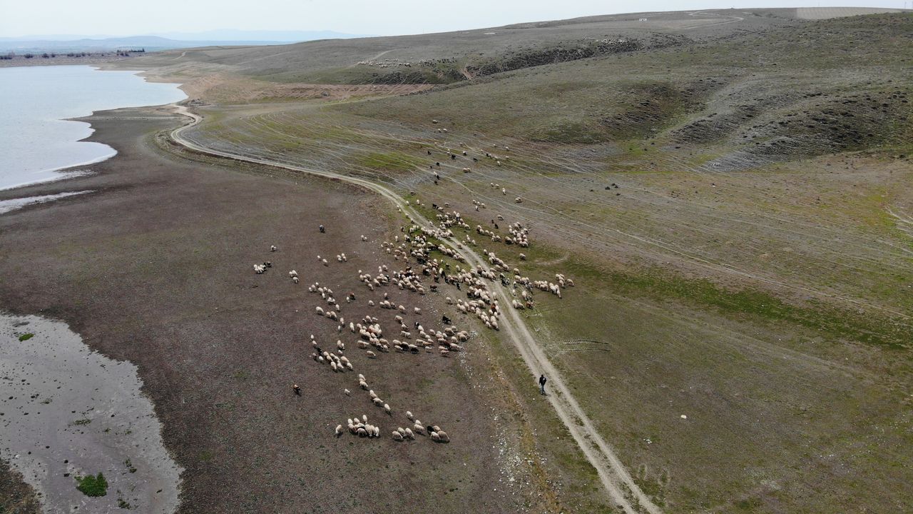 Eskişehir’de baharını alma dönemiyle birlikte koyunlar yemyeşil meralara akın etti