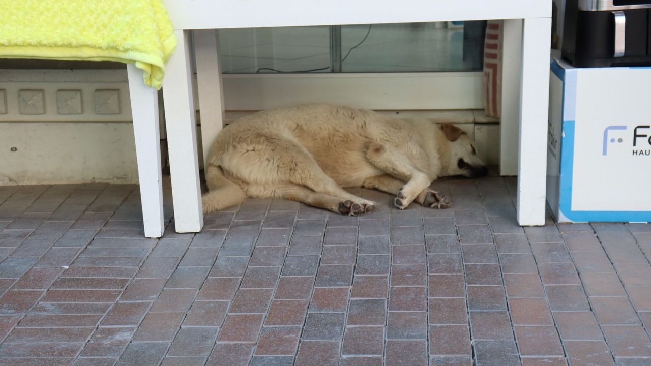 Sıcaktan yorgun düşen sevimli köpek masa altına sığındı