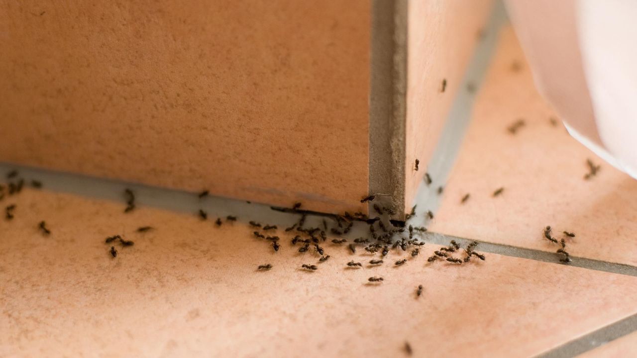 Evlerdeki karınca sorununa doğal yöntemle anında çözüm