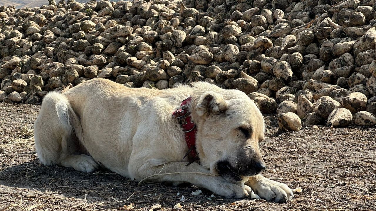 Eskişehir'de bu köpek günde 4 kilogram pancar yiyor