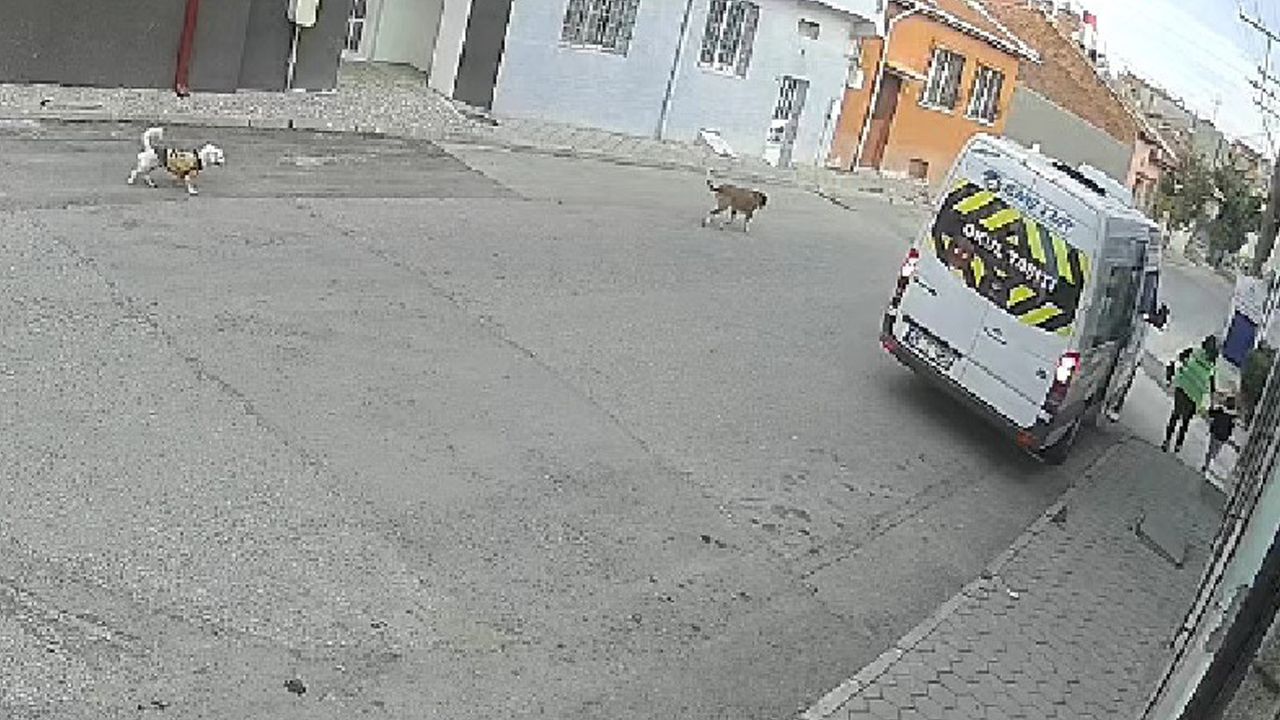 Servis minibüsü yolda duran köpeği ezip kaçtı