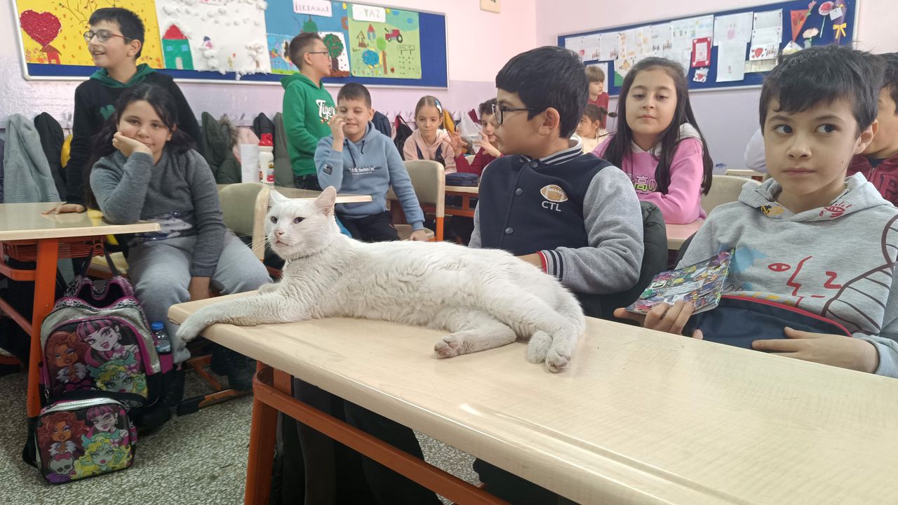 Okullu kedi Çakıl 6 yıldır öğrencilerle birlikte derslere giriyor