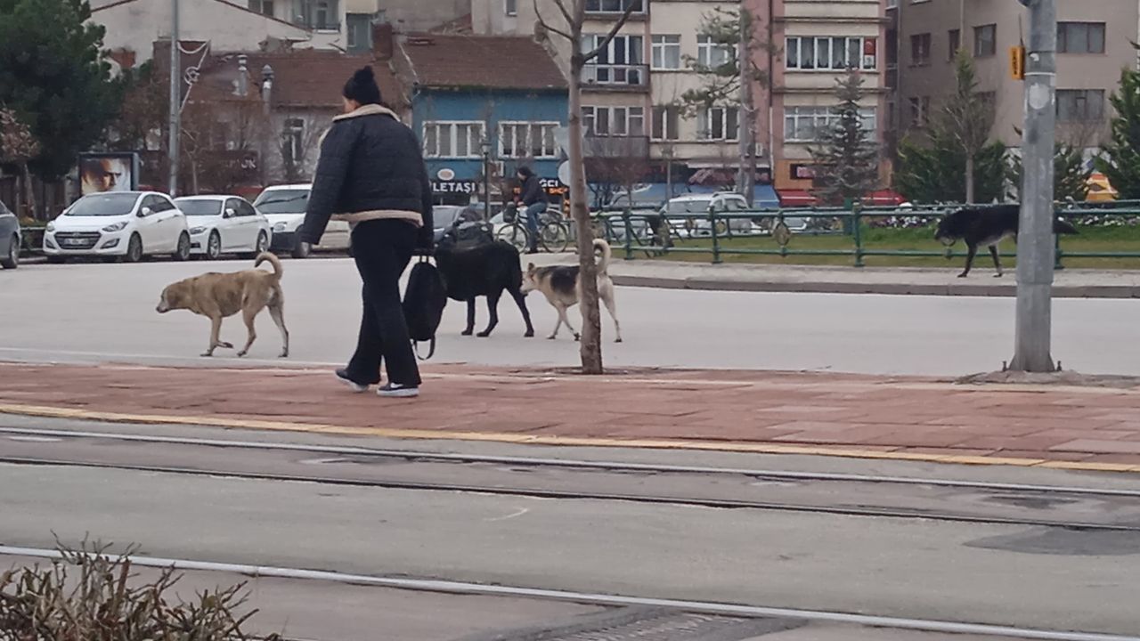 Eskişehir’de başıboş köpekler çevreye endişe veriyor