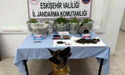 Eskişehir'de uyuşturucu madde yetiştiren şahıslar yakalandı
