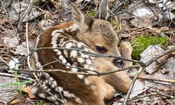 DKMP’dan yavru Kızıl geyikler konusunda önemli uyarı