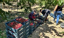 Birçok ülkeye ihraç edilen Mihalıççık kirazında verim yüz güldürdü