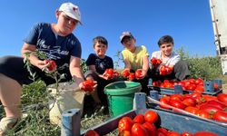 Domatese yağışlar yaradı sıcaklar ise yaktı