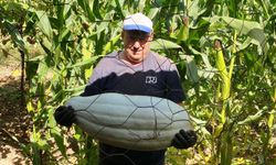 Kütahya'da çiftçi 30 kilo gelen kabak yetiştirdi
