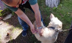 Kuduz hastalığına karşı Eskişehir’de 11 bin kedi ve köpek aşılandı