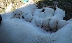 Annesiz kalan yavruları başka bir Akbaş cinsi köpek sahiplendi