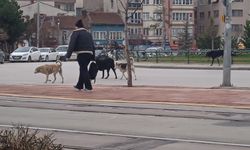 Eskişehir’de başıboş köpekler çevreye endişe veriyor