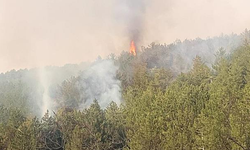 Eskişehir’de orman yangını: 1 hektarlık alan zarar gördü