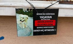 Eskişehir'de köpek fotoğraflı tabela dikkat çekti
