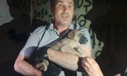 Trafoya giren köpek kurtarıldı