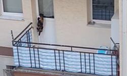 "Mama ve su verip hayvanı oraya hapis etmişler"