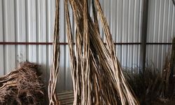 Ziraat Fidancılık Güvencesiyle Kaliteli Fidanlar