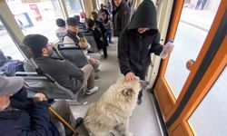 Tramvay Yolculuğuna Çıkan Köpek Yolcuların İlgi Odağı Oldu