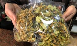 Kışın Şifa Kaynağı Ihlamur Cep Yakıyor: Fiyatlar Rekor Kırdı