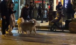 Sokak Köpekleri Arasında Kalan Hayvan Sahibi Korku Dolu Anlar Yaşadı