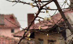 Aralık Ayında Çiçek Açan Kayısı Ağacı Şaşkınlık Yarattı