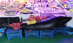 Eskişehir’de 280 Kiloluk Dev Orkinos Tezgahta Yerini Aldı