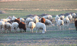 Eskişehir’de mevsim normallerinin üzerindeki sıcaklıklar çobanların yüzünü güldürüyor