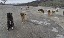Eskişehir’de Hayvanseverlerden Kış Seferberliği: Sahipsiz Köpekler Soğukta Yalnız Değil