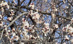 Eskişehir’de Bahar Erken Geldi: Kayısı Ağaçları Çiçek Açtı