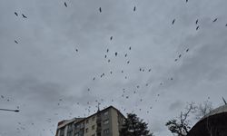 Eskişehir’de Leyleklerin Gökyüzündeki Dansı Büyüledi