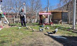 Güvercin Tutkusu Hayatını Şekillendirdi