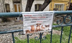 Eskişehir Porsuk Bulvarı'nda sokak kedilerine özel yaşam alanı kuruldu