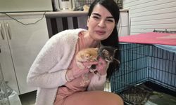 Eskişehir’de akıllı kedi yardımı veteriner kapısında buldu: 4 yavru dünyaya geldi