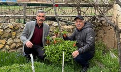 'Turşail' koparmanın cezası 700 Bin Lira