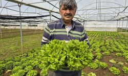 Marul tarlada 15 tezgâhta 100 lira