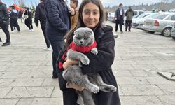 Eskişehir'de Kediler bile Eskişehirsporlu