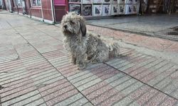 Sanayinin "Siyah" Beyazlı Maskotu Görenleri Şaşırtıyor