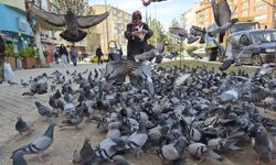 Naide Toy’un güvercin sevgisi çevredekilere huzur veriyor