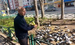 Eskişehirli esnaf çay ocağının önünü kuş cennetine çevirdi