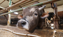 Kurban Bayramı Öncesi Erken Yoğunluk