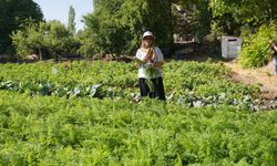 Dalından Sofraya: Sazova'dan Tezgaha Uzanan Taze Emek