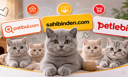 Türkiye’nin En İyi British Shorthair İlan Sitesi