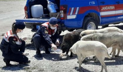 Jandarma sokak hayvanlarını besledi