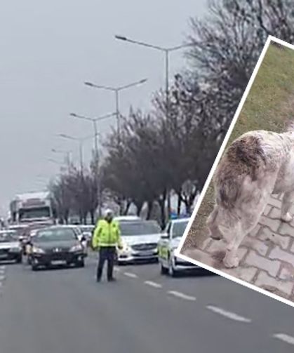 Yaralı köpeğin tedavisi için trafik durduruldu