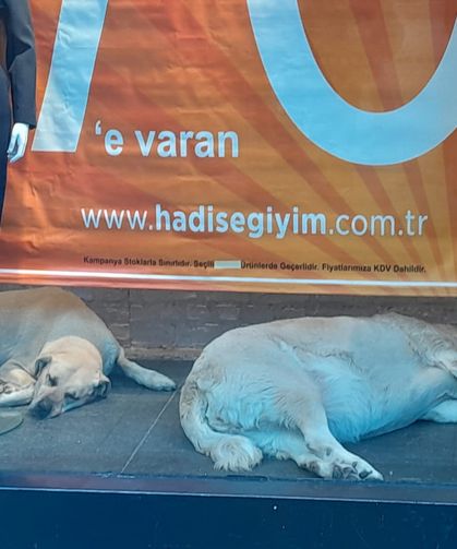 Vitrinde yatan köpekler, vatandaşları gülümsetti