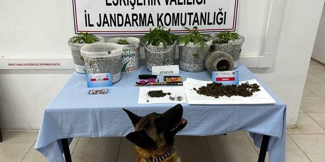 Eskişehir'de uyuşturucu madde yetiştiren şahıslar yakalandı
